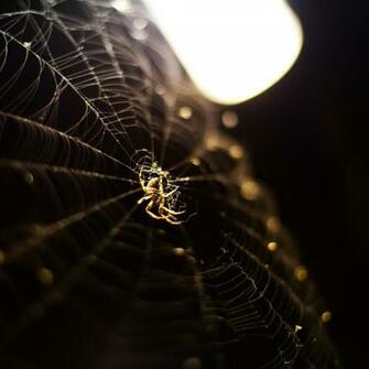 Nature Spider Web iPad Air Wallpaper iPhone