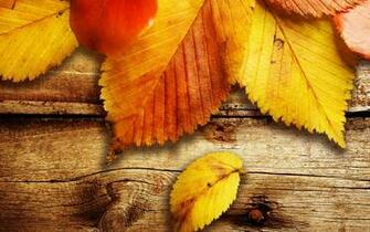 Autumn Leaves Wallpaper
