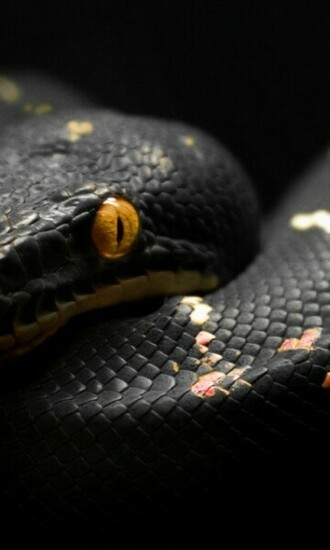 Related Pictures Black Snake Wallpaper HD