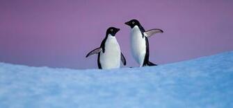 Penguins Disneynature