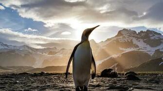 King Penguin Sunrise HD Wallpaper Stream