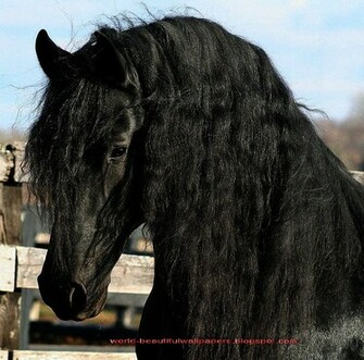 Friesian Horse Pictures