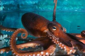 Orange Octopus Beautiful Underwater Animal Hq Photos