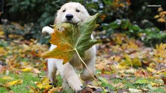 Dog Wallpaper Desktop Image Of A Golden Retriever