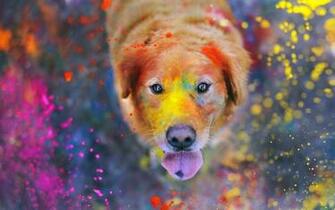 Holi HD Wallpaper Background Image