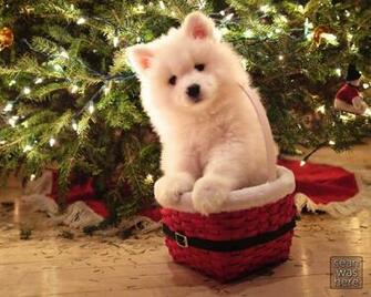 Merry Christmas Puppies Sean Was Here