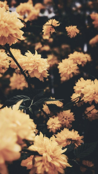 Past The Cold Winter Until Spring Day Comes Yellow Aesthetic