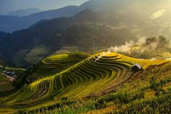 Tea Plantation Wallpaper And Background Image Net