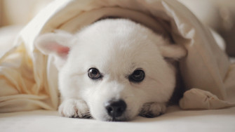 Dog Animal Puppy 4k Ultra HD Wallpaper