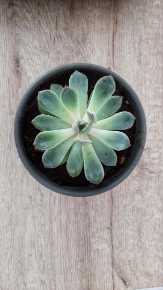 Succulent iPhone Wallpaper