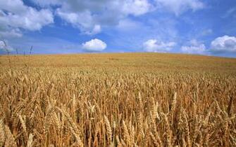 Farms Wallpaper X