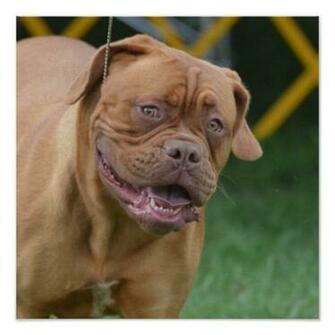 Bandog Mastiff Puppies Tattoo Pictures