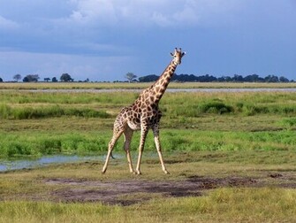 Giraffe Wallpaper Desktop