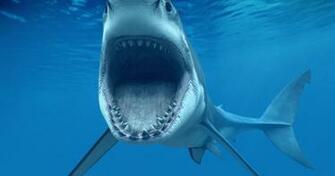 Shark Attack Screensaver Screensavergift