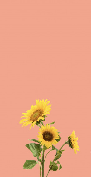Sunflower Wallpaper iPhone
