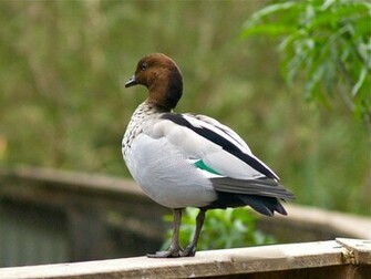 Wood Duck Wallpaper