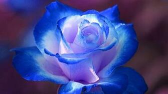 Flower HD Photos Wallpaper Pics 1080p