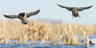 Waterfowl Wallpaper Image Pictures Becuo