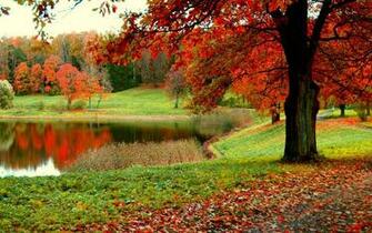 Fall Forest Wallpaper