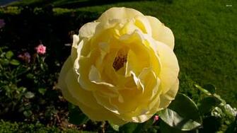Yellow Rose Wallpaper Flower