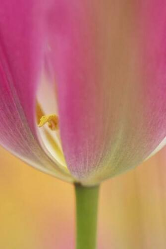 iPhone Flower Wallpaper