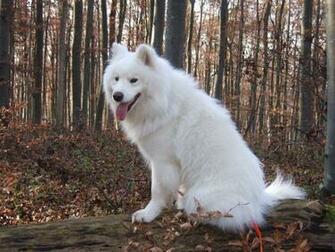 Samoyed Wallpaper