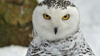 Snow Owl Wallpaper