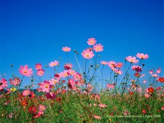 Description From New Flower Wallpaper
