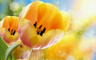 Flowers Image Tulips Wallpaper Photos