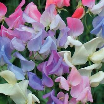 Sweet Pea Flower Wallpaper Desktop