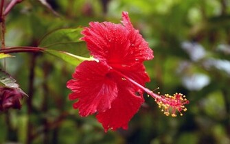 Tag Hibiscus Flowers Wallpaper Background Photos Image And