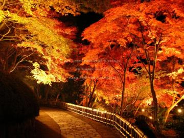 Autumn Evening The Park Railing Fall Night