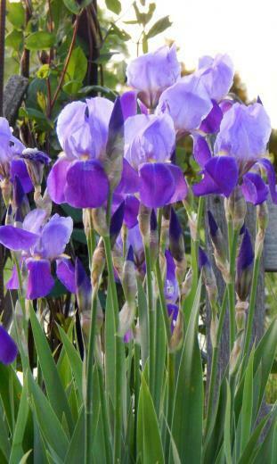 Bearded Iris By Madgardens