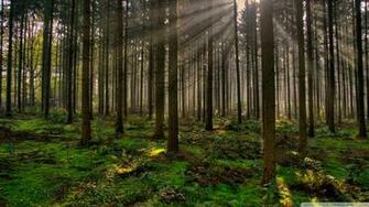 Forest Wallpaper