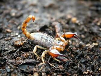 Black Scorpion HD Wallpaper