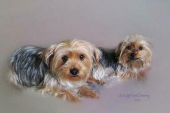 Yorkshire Terrier Puppies Wallpaper