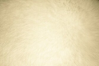 Beige Fur Texture High Resolution Photo Dimensions