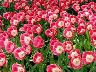 Tulips Wallpaper
