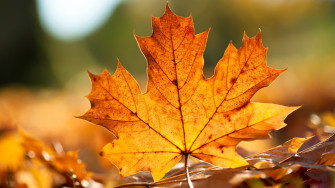 HD Fall Wallpaper