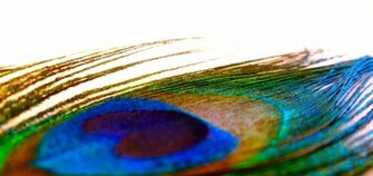 Peacock Feather With White Background By Puffugu