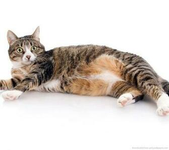 Fat Cat Is Surprised Wallpaper For Sony Ericsson Xperia X10