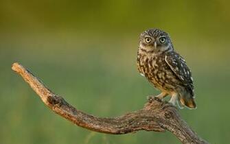 Owl Bird Branch Eyes Predator Wallpaper Background Ultra HD 4k