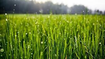 Grass Wallpaper Px HDwallsource