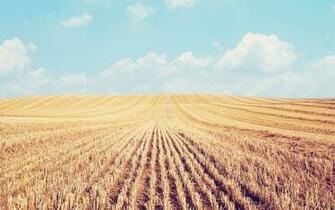 Wheat Field Crop Agriculture Ultra HD Wallpaper K X