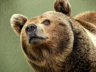 Datei Darica Brown Bear Jpg Wikipedia