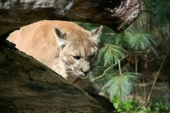 Cats Stalking Prey