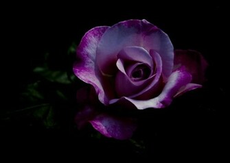 Purple Rose Wallpaper