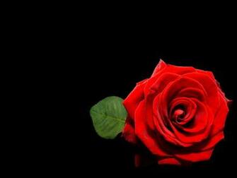 Black And Red Roses Wallpaper Rose On