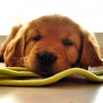 Amazon Dog Puppy Live Wallpaper 3d Cube Appstore For Android
