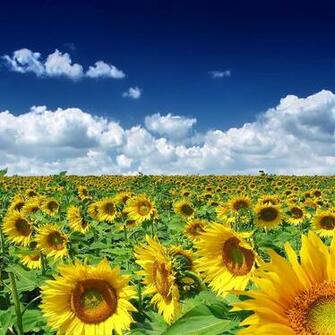 Summer iPad Wallpaper